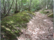 woodland