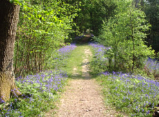 Pond bay dam – Brede High Wood, East Sussex  